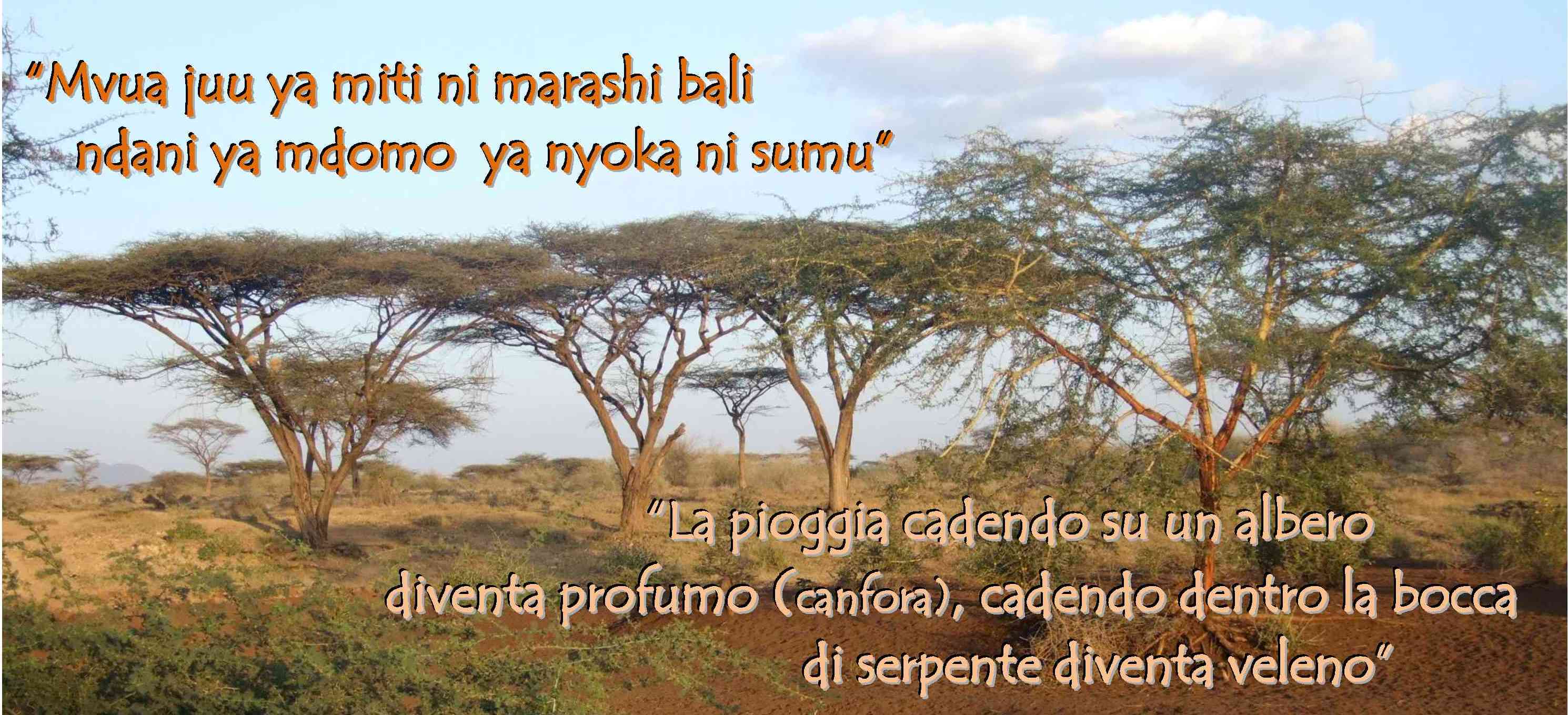 Proverbi Africani Africayetu
